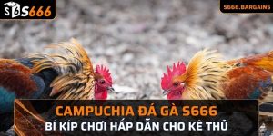 Campuchia đá gà S666 mang đến cho kê thủ